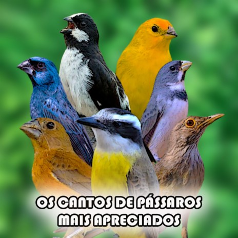 Coleiro Papa Capim Canto Viviti, Coleiro Papa Capim Canto Viviti Curta  nossa Página e Coompartilhe!, By Cantos e Encantos de Pássaros