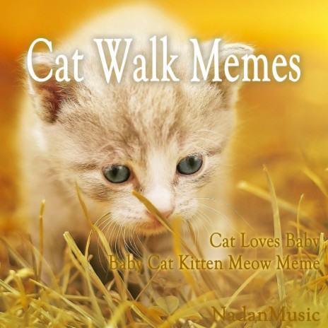 Baby Cat Kitten Meow Meme