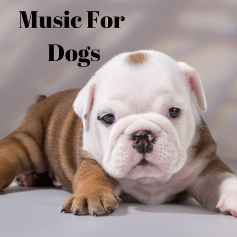 Social Anxiety Relief ft. Music For Dogs Peace, Relaxing Puppy Music & Calm Pets Music Academy | Boomplay Music