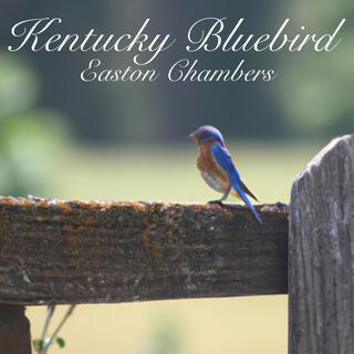 Kentucky Bluebird