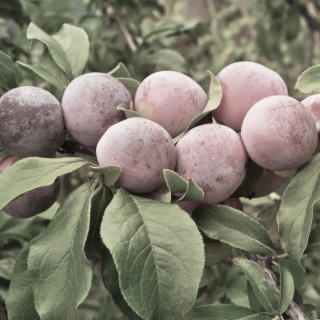 plum