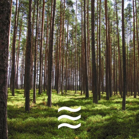 Ruidos calmantes del bosque | Boomplay Music