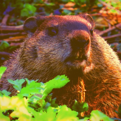 Beaver Fever | Boomplay Music