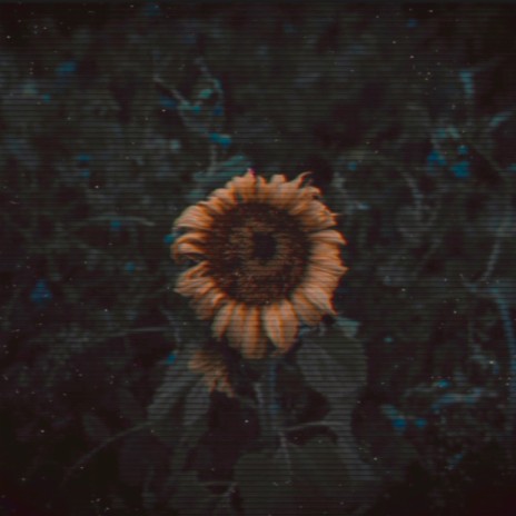 Sunflower | Boomplay Music