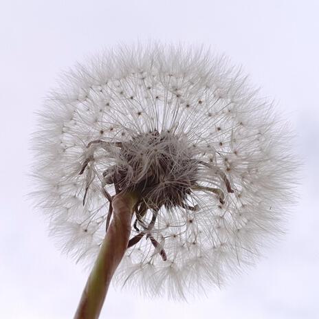 Dandelion | Boomplay Music