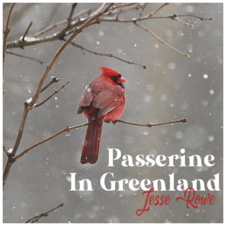 Passerine In Greenland