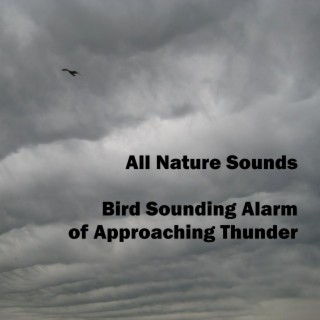 Bird Sounding Alarm of Approaching Thunder