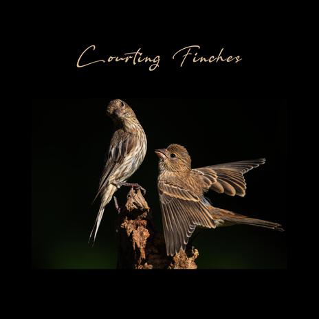 Courting Finches | Boomplay Music