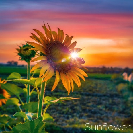 Sunflower | Boomplay Music