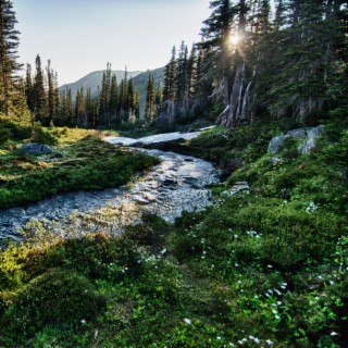 Calm Forest Stream