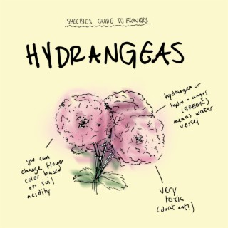 Hydrangeas lyrics | Boomplay Music