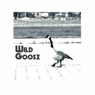 Wild Goose