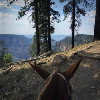 Canyons And Pines