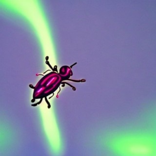 June Bugs Fly