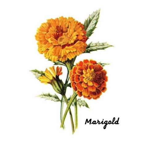 MARIGOLD ft. Ultra Yellow