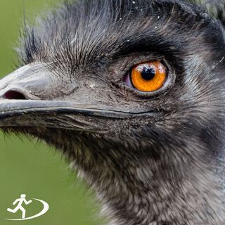 Emu