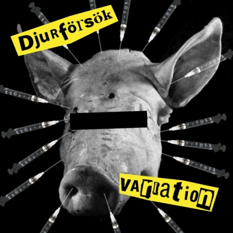 Djurförsök | Boomplay Music