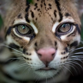 Ocelot