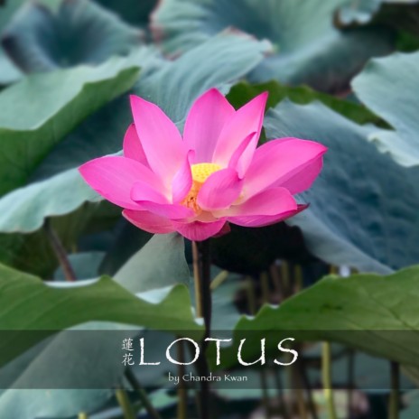 Lotus (Opening Version) | Boomplay Music