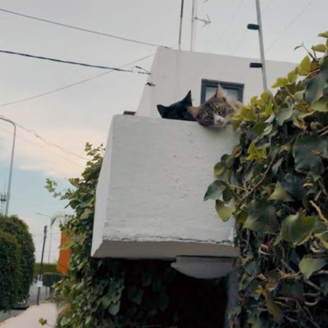 Two Cats On The Roof | Boomplay Music