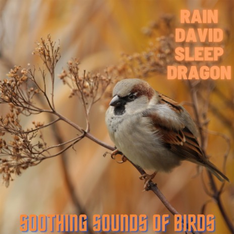 Sleeping Jungle Birds | Boomplay Music
