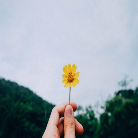 Yellow Flower | Boomplay Music