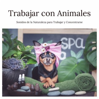 Trabajar con Animales: Sonidos de la Naturaleza para Trabajar y Concentrarse