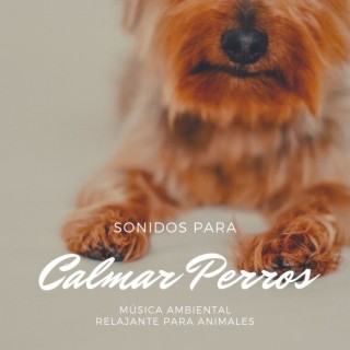 Sonidos para Calmar Perros: Música Ambiental Relajante para Animales