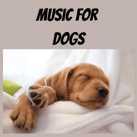 Meditation Sounds ft. Music For Dogs Peace, Relaxing Puppy Music & Calm Pets Music Academy