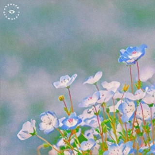 Nemophila