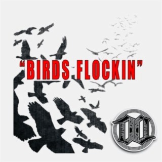 BIRDS FLOCKIN