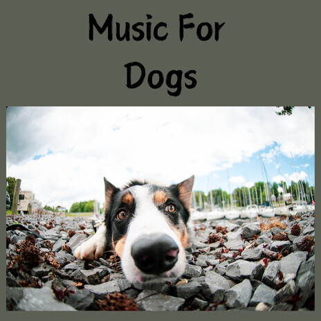 Peaceful Dog ft. Music For Dogs Peace, Relaxing Puppy Music & Calm Pets Music Academy