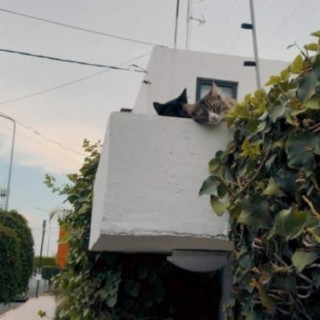 Two Cats On The Roof