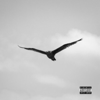 Bird lyrics | Boomplay Music