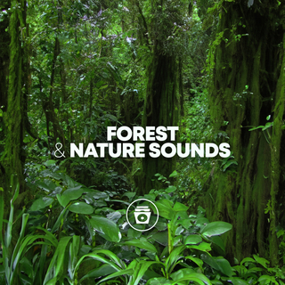 Forest & Nature Sounds