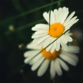 daisies