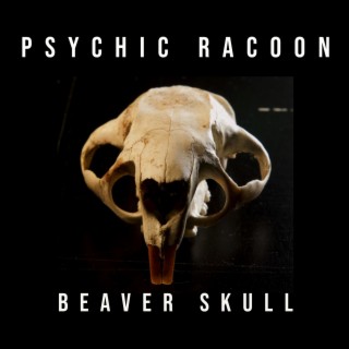 Beaver Skull