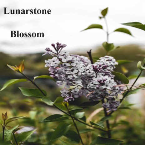 Blossom | Boomplay Music