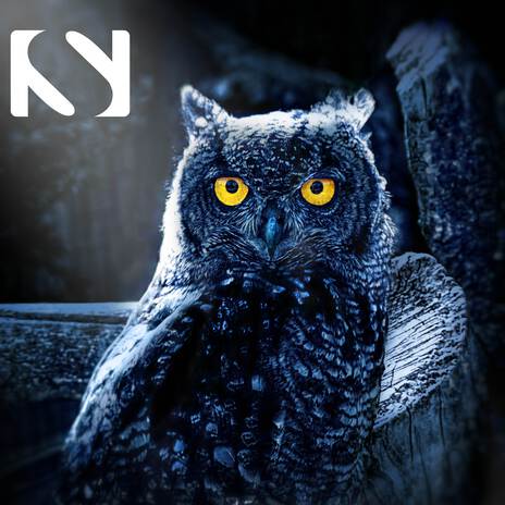 Hooting Owls ft. Bird Sounds & Owl Sounds Recordings