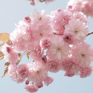 Cherry Blossom