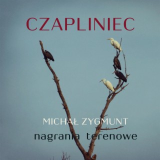 Czapliniec