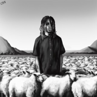 Blkk Sheep