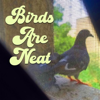 Birds Are Neat