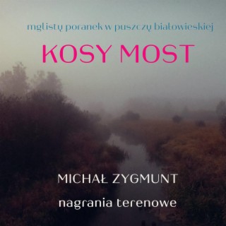 mglisty poranek w puszczy białowieskiej Kosy Most