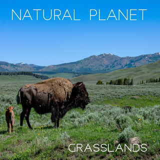 Natural Planet - Grasslands