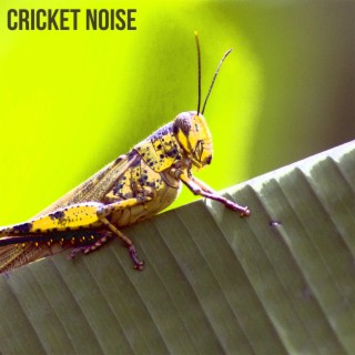 Cricket Noise