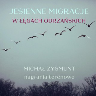 Jesienne migracje w Łęgach Odrzańskich