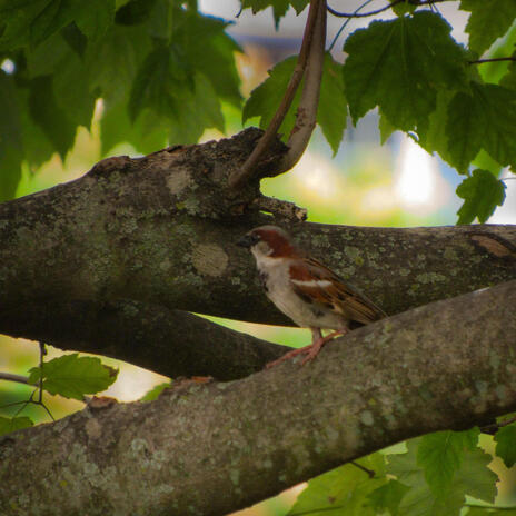 Birds chirping, it's a good day | Boomplay Music