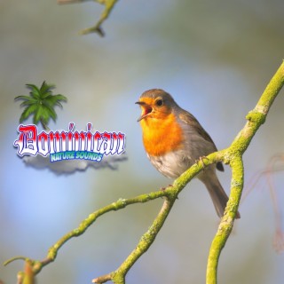 Nocturnal Serenata: Enchanting Bird Chirping Creating Nighttime Blissful Ambiance
