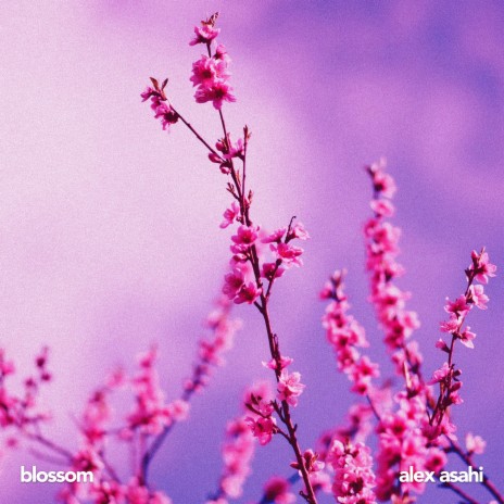 blossom ft. IWL | Boomplay Music